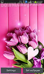 pink tulips