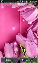 pink tulips