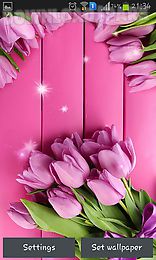 pink tulips