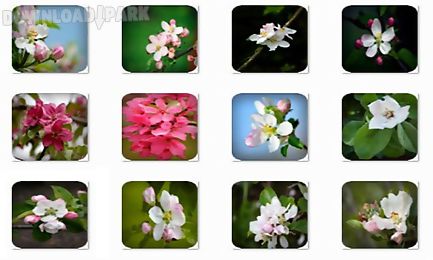 apple blossom onet classic game