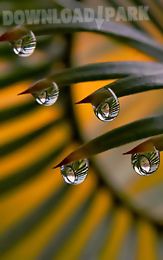 dew drops