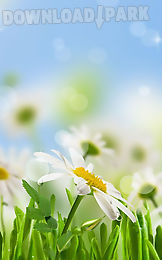 flower spring live wallpaper