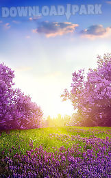 flower spring live wallpaper