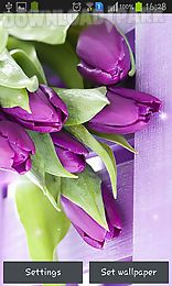 purple tulips