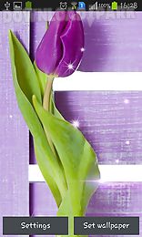 purple tulips