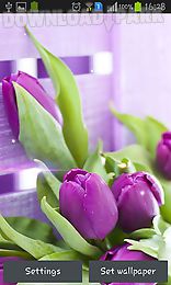 purple tulips