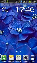 blue flowers