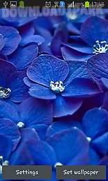 blue flowers