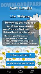 daisy flowers live wallpaper free