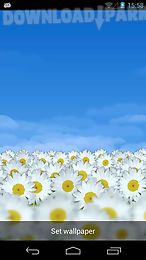 daisy flowers live wallpaper free