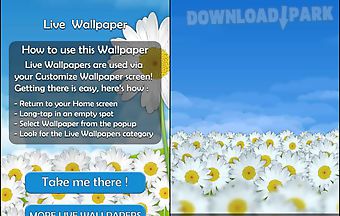 Daisy flowers live wallpaper fre..