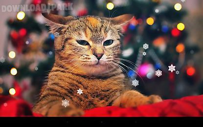 x-mas cat