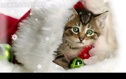 x-mas cat