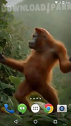 dancing monkey