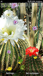 cactus flowers