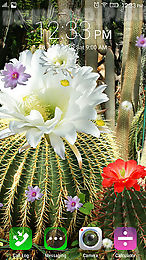 cactus flowers