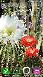 cactus flowers