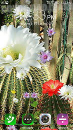 cactus flowers