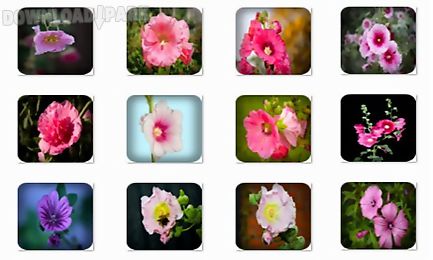 hollyhock flowers onet classic game