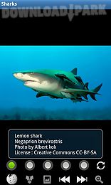 sharks : ocean wild animals