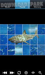 sharks : ocean wild animals