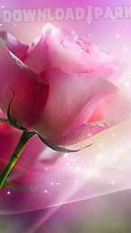 pink roses live wallpaper
