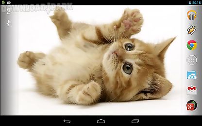 playful ginger kitten