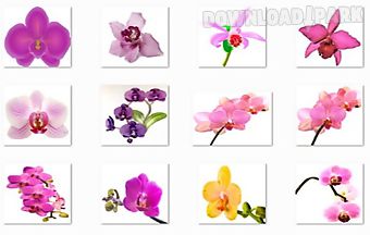 Orchid flowers onet classic game
