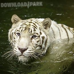 white tiger: water touch