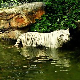 white tiger: water touch