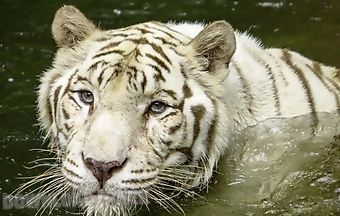White tiger: water touch