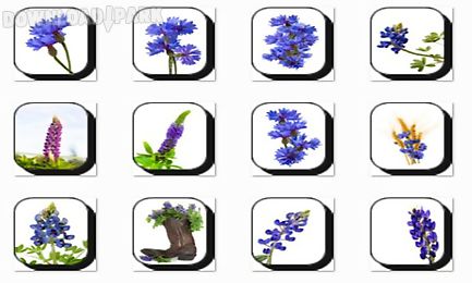 bluebonnet flowers onet classic game