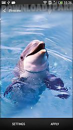 dolphin