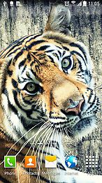 tiger by amax lwps