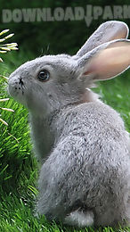 rabbit live wallpaper