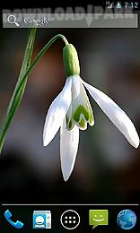 snowdrops by wpstar