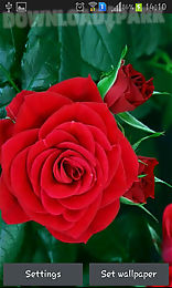 blooming red rose