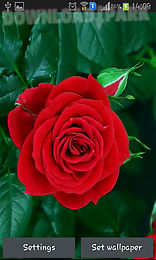 blooming red rose