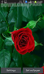 blooming red rose