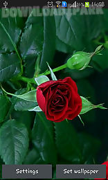 blooming red rose