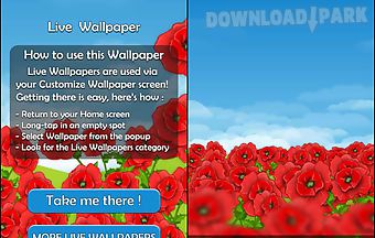 Red poppies 3d live wallpaper