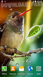 colibries