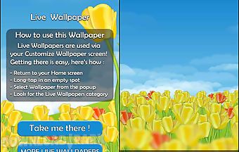 Dutch tulips 3d live wallpaper