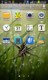 spider in phone