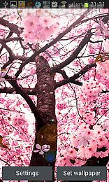 cherry blossom by creative factory wallpapers
