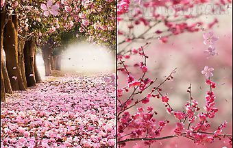 Cherry blossom by creative facto..