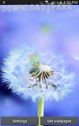 sun and dandelion