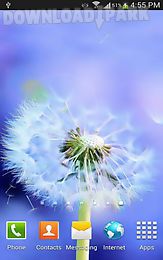 sun and dandelion