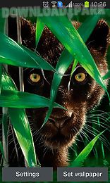 forest panther