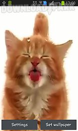 cat licking screen